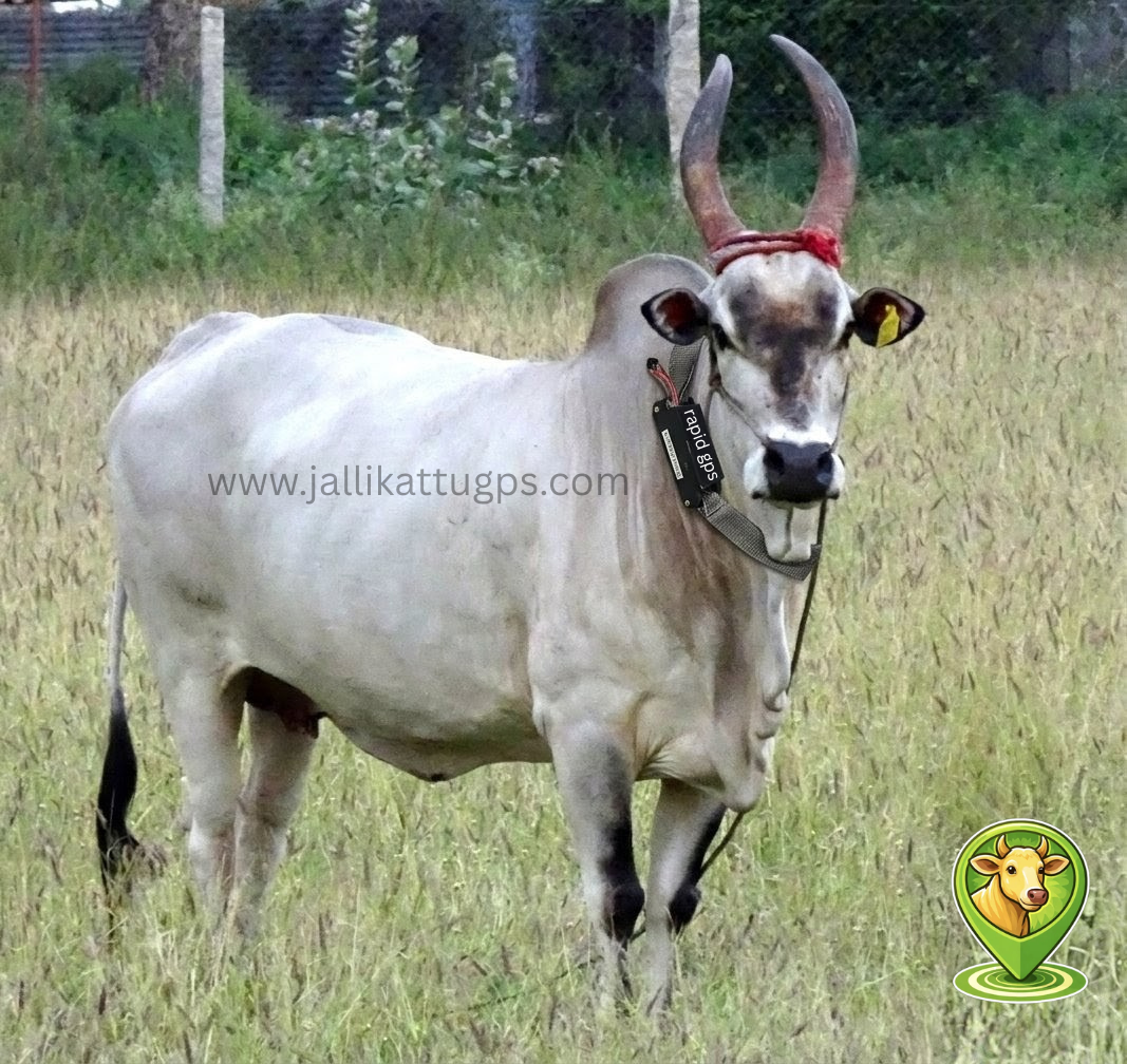 kangayam bull