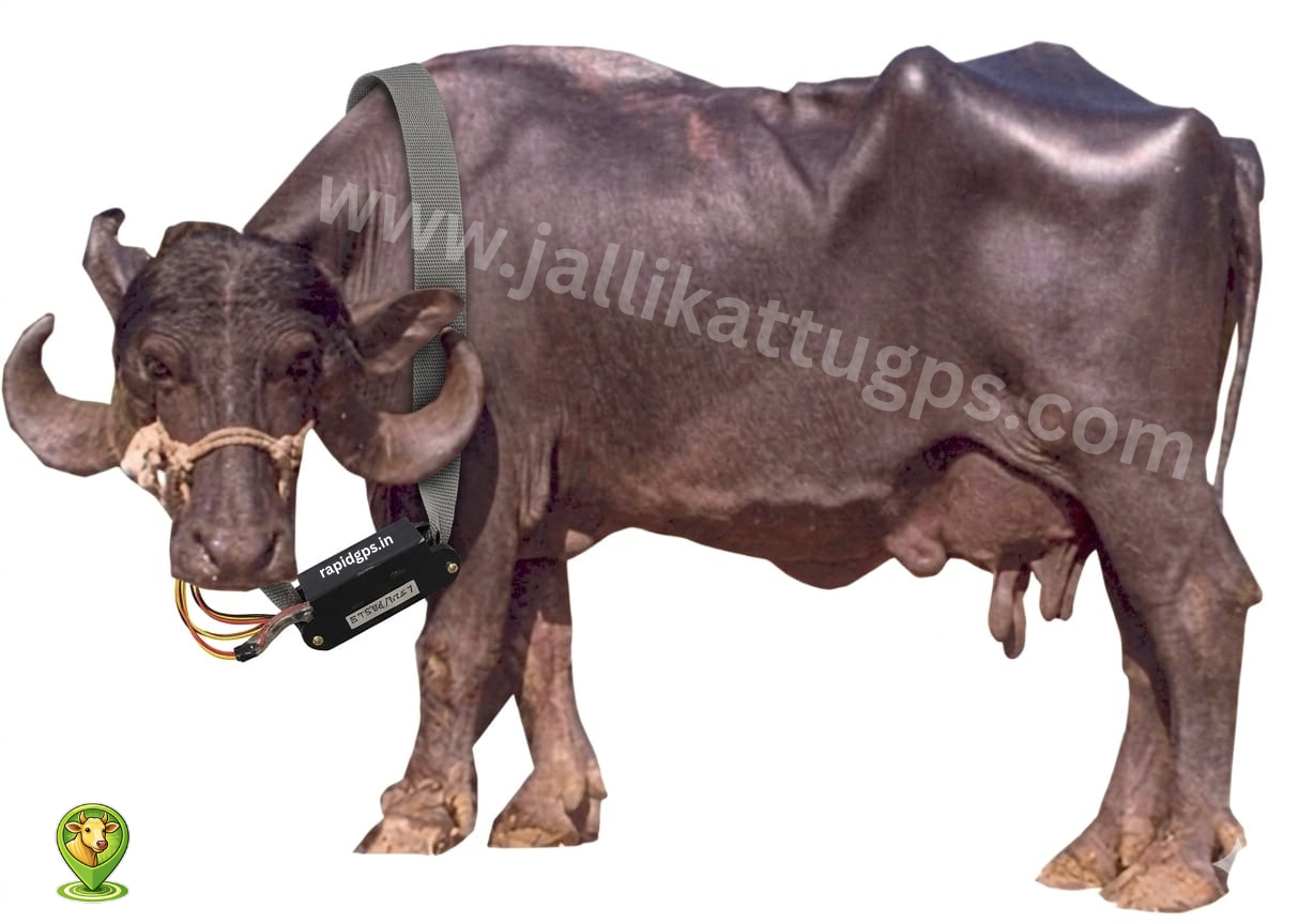 jaffrabadi bull 