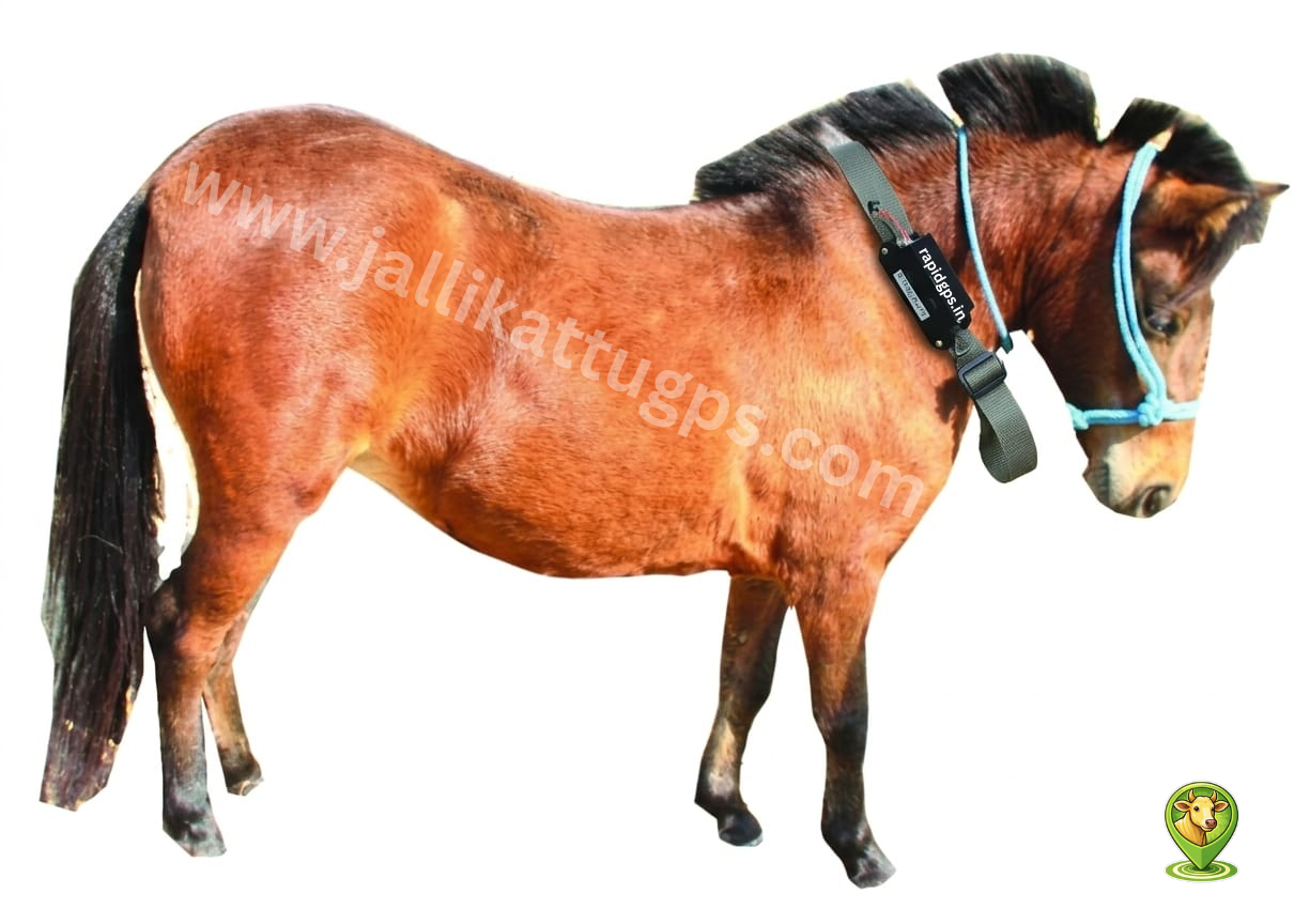 miniature pony