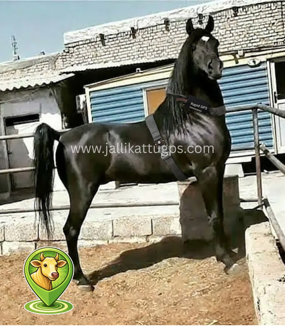 Kurdish Horse