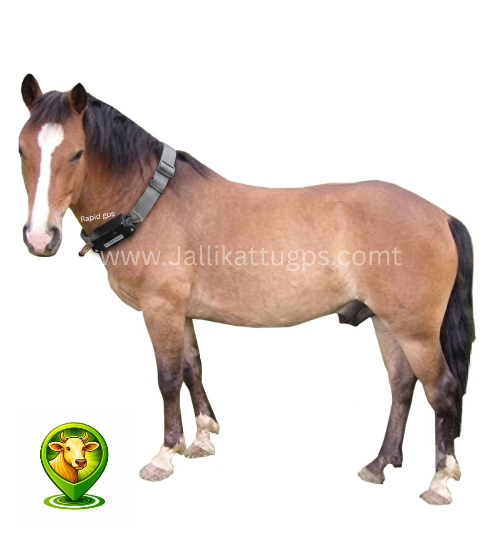 Bhutia Horse