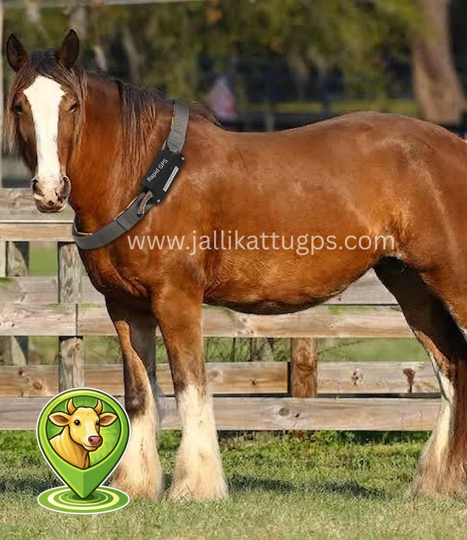 Clydesdale horse