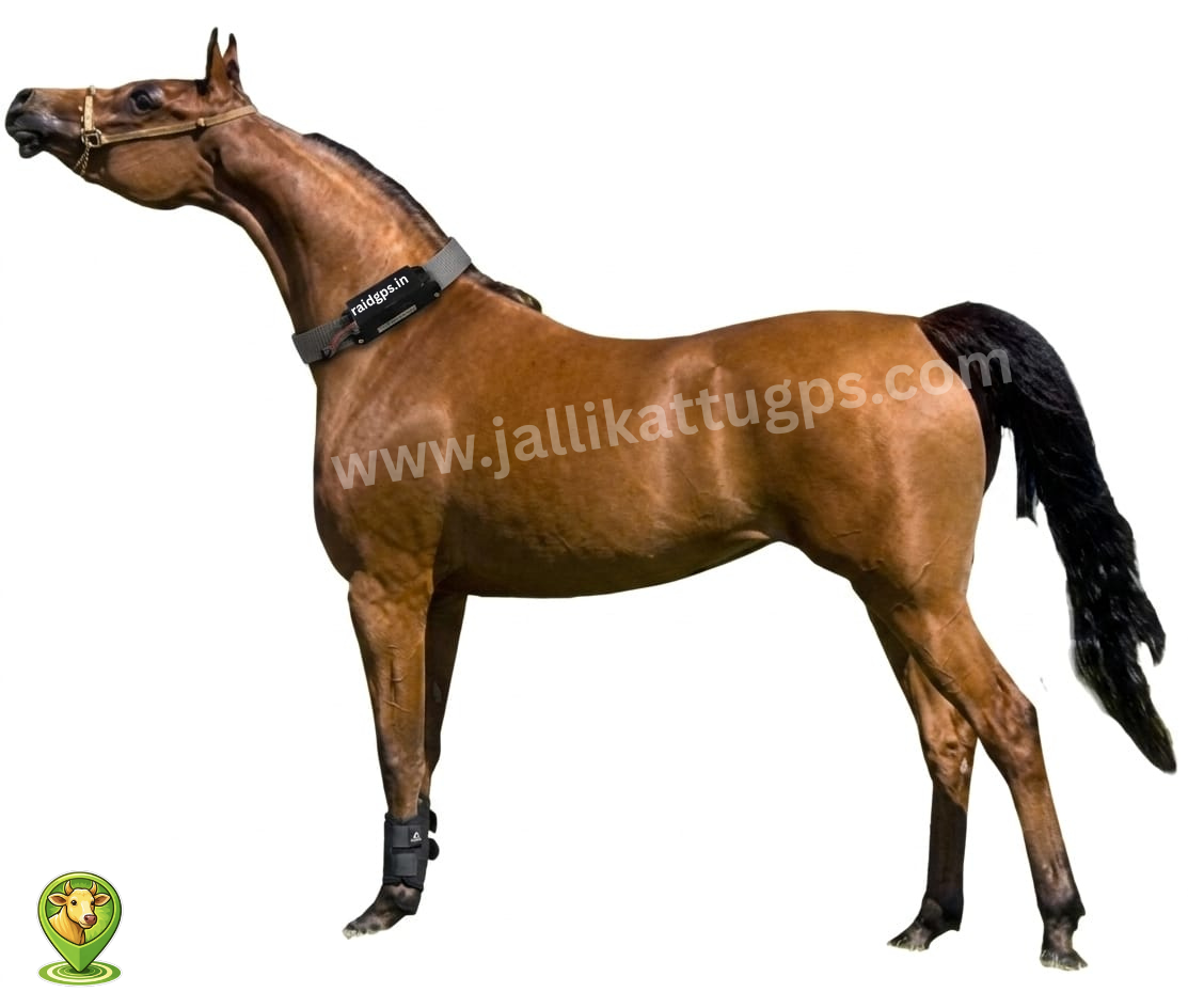 Arabian horse 