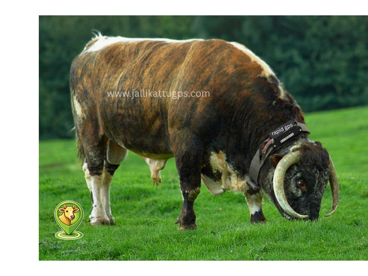 English Longhorn bull