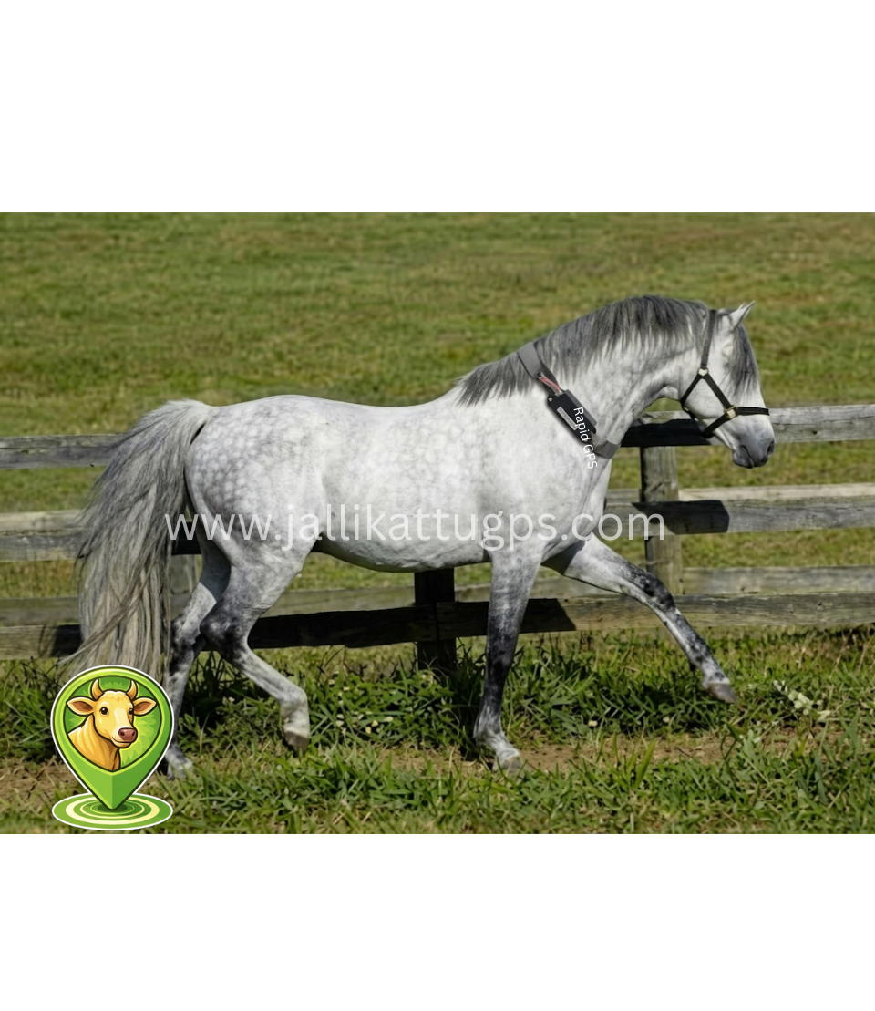 Irish Sport Horse