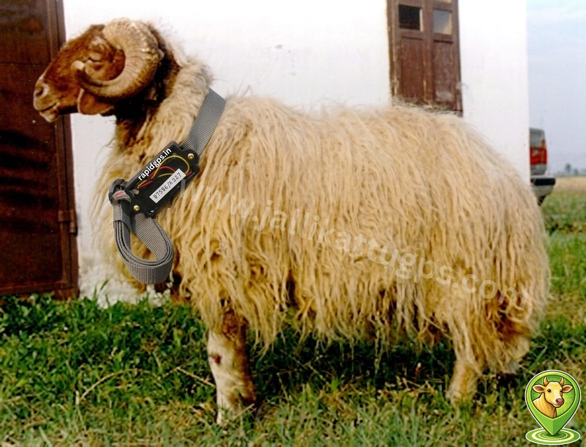 Awassi sheep