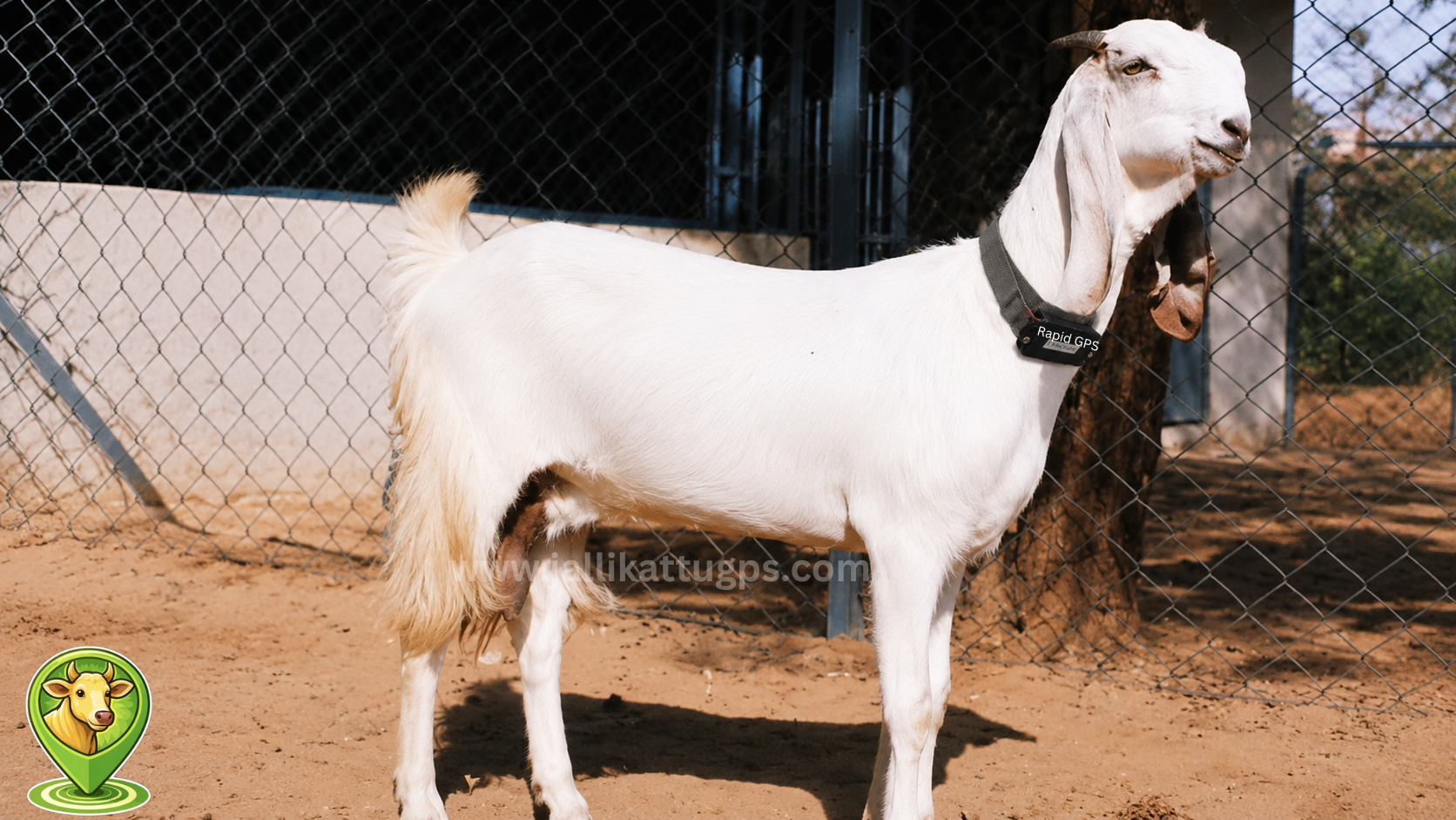  Jamunapari goat