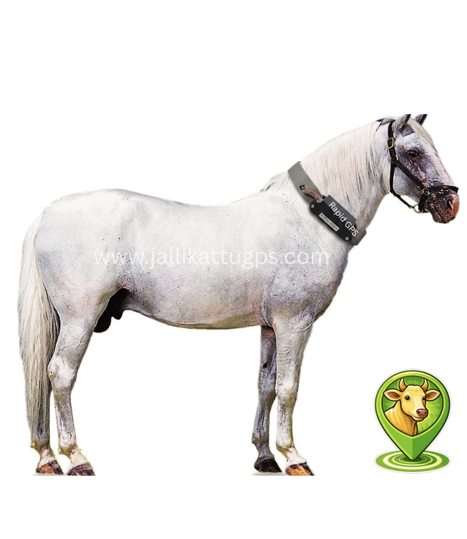 Lipizzan 