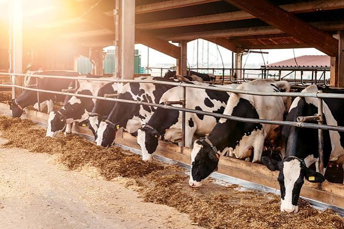 GPS Tracker FAQs: Buying Guide for Livestock Owners | Jallikattu GPS