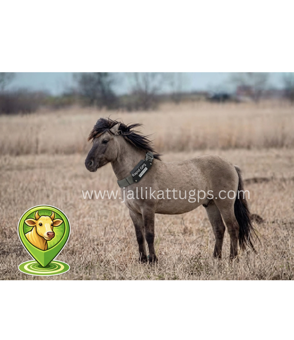 Konik Horse