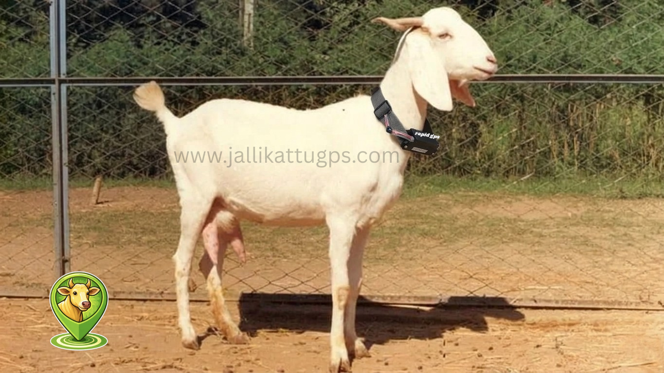 Goats