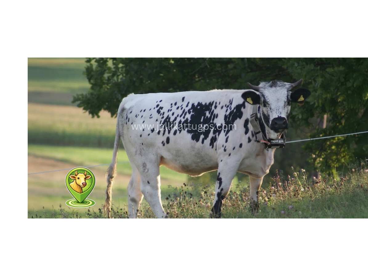 Pustertaler Sprinzen cow