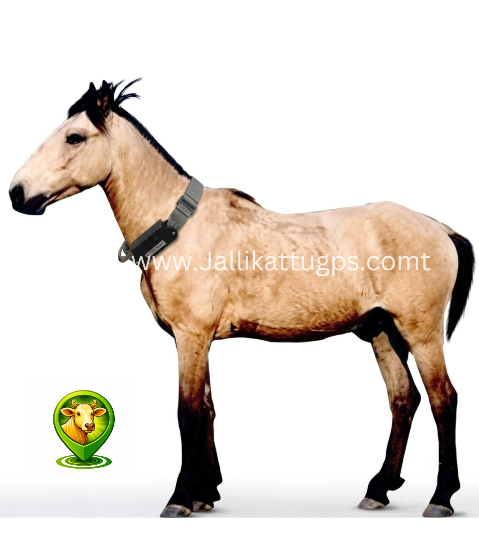 Manipuri Horse