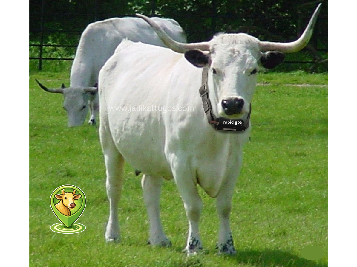 White Park Cattle cow