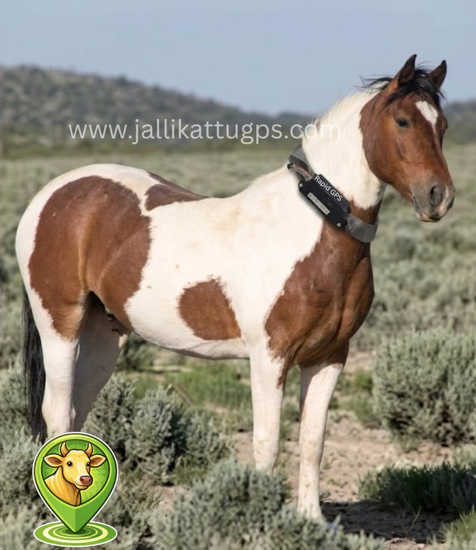 Mustang Horse
