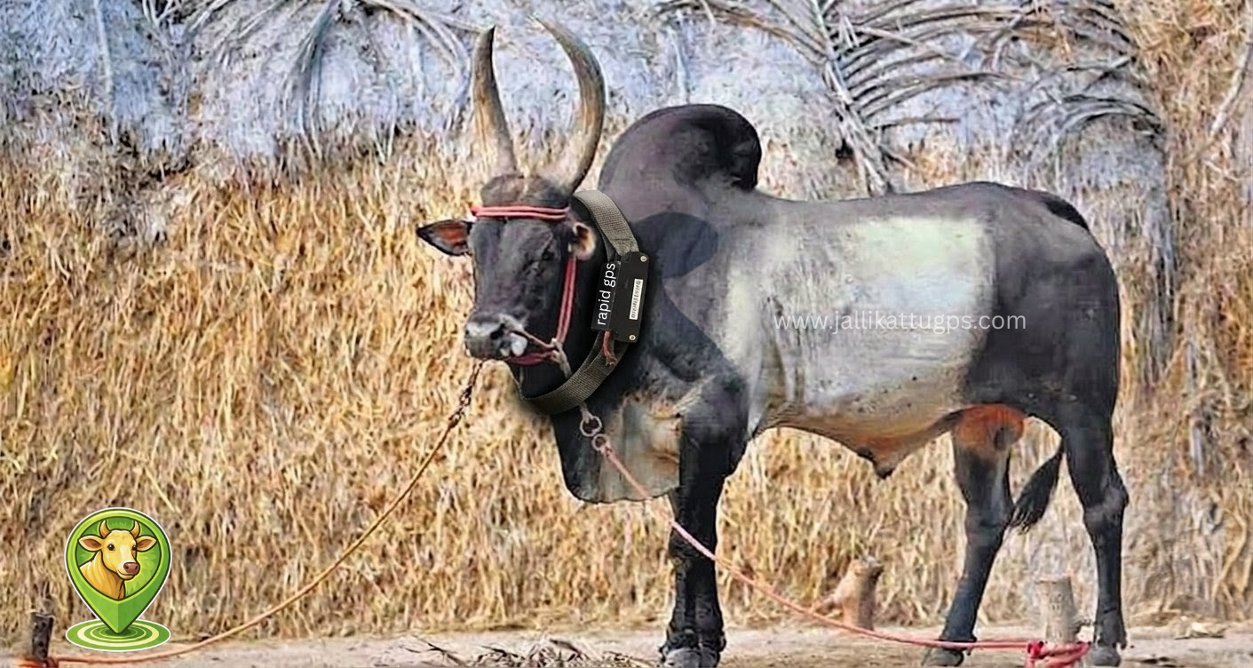 kongu nadu bull