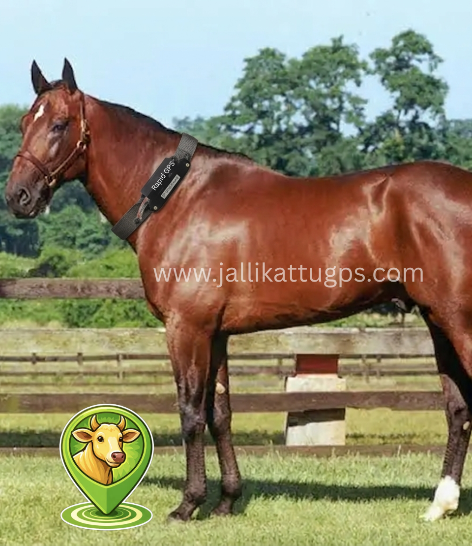 Standardbred Horse