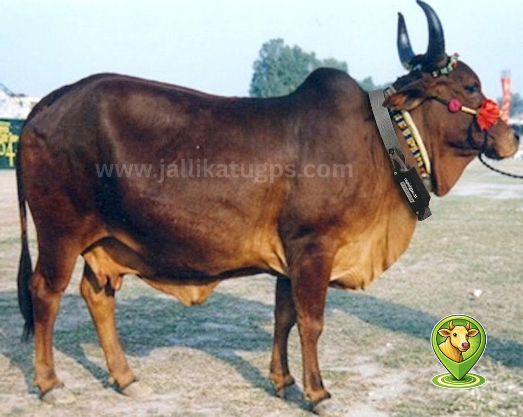 Red Sindhi Cow
