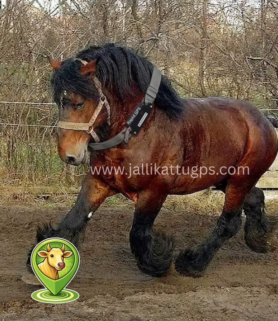 Belgian Draught Horse