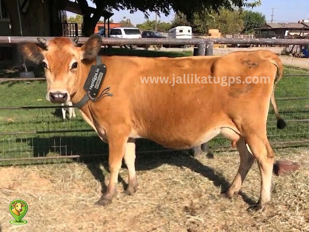 Jersey Cow