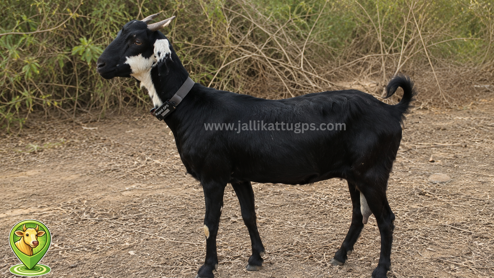Kutchi goat