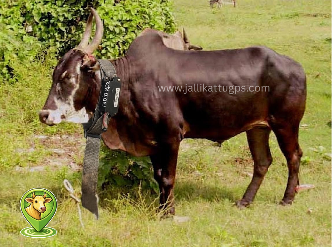 deoni bull