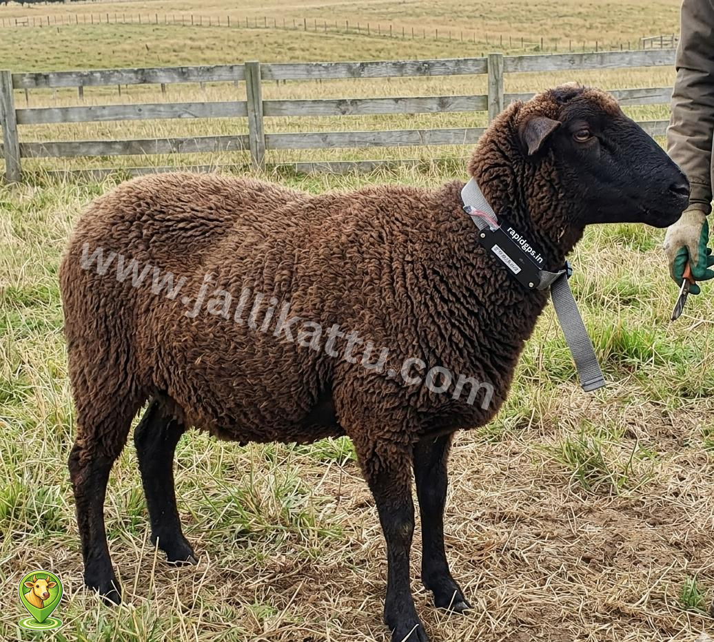 Deccani Sheep