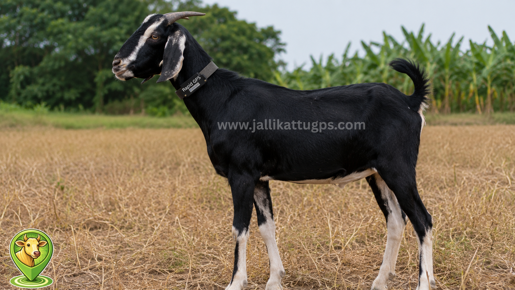 Kanni aadu