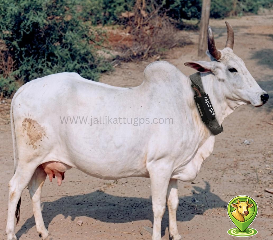 nellore cow