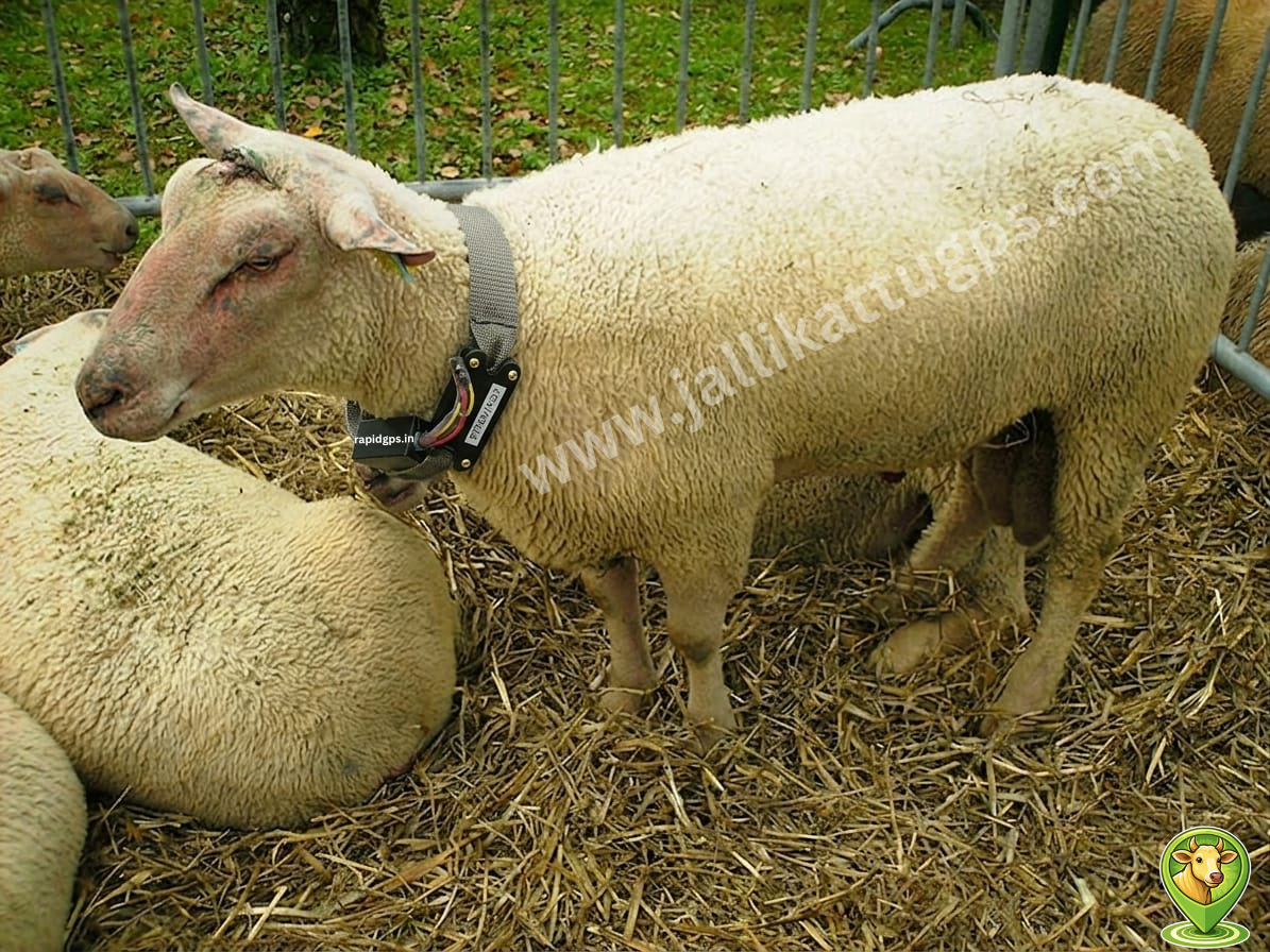 charalloais sheep