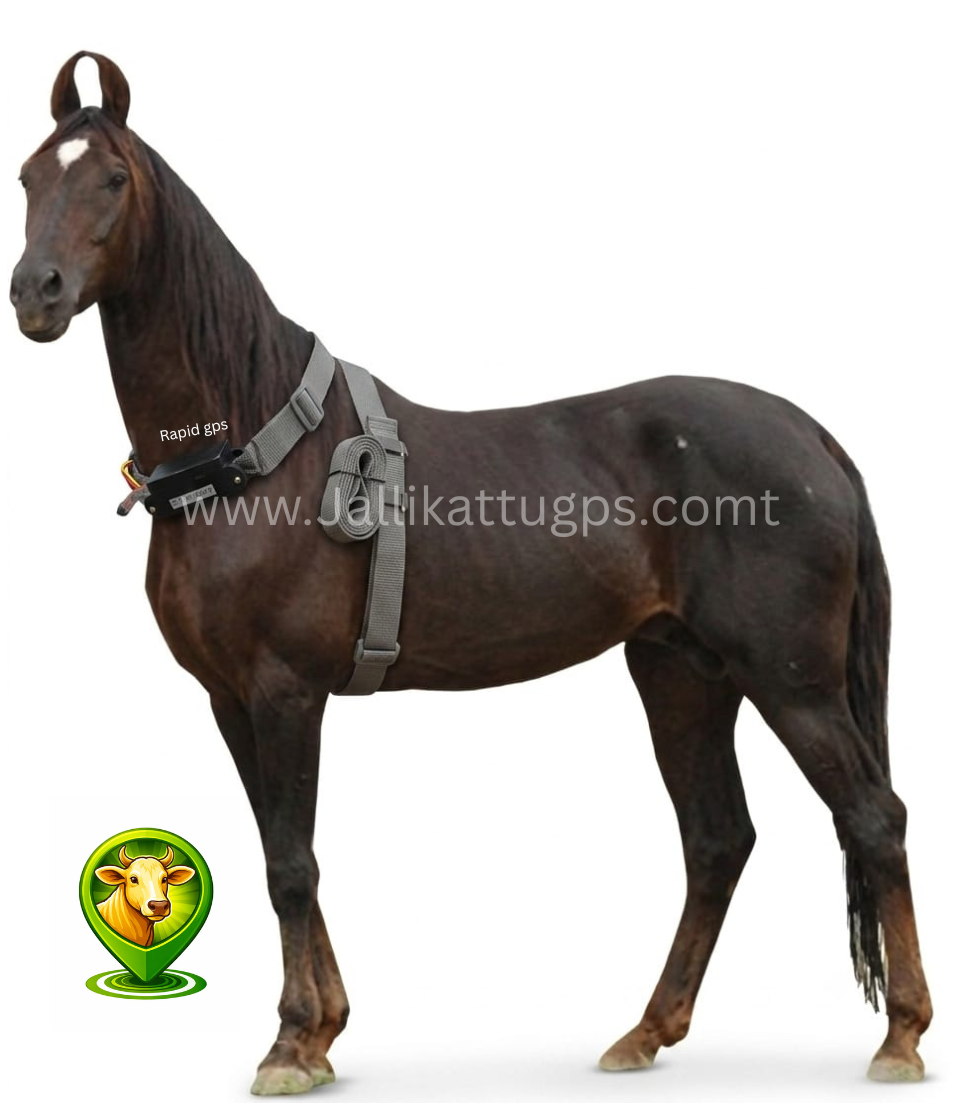 Marwari Horse
