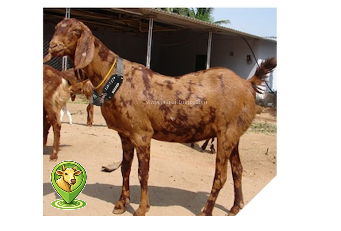  Sirohi goat