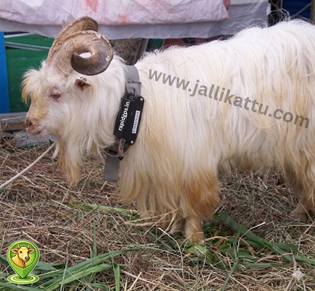 ChangthangiGoat