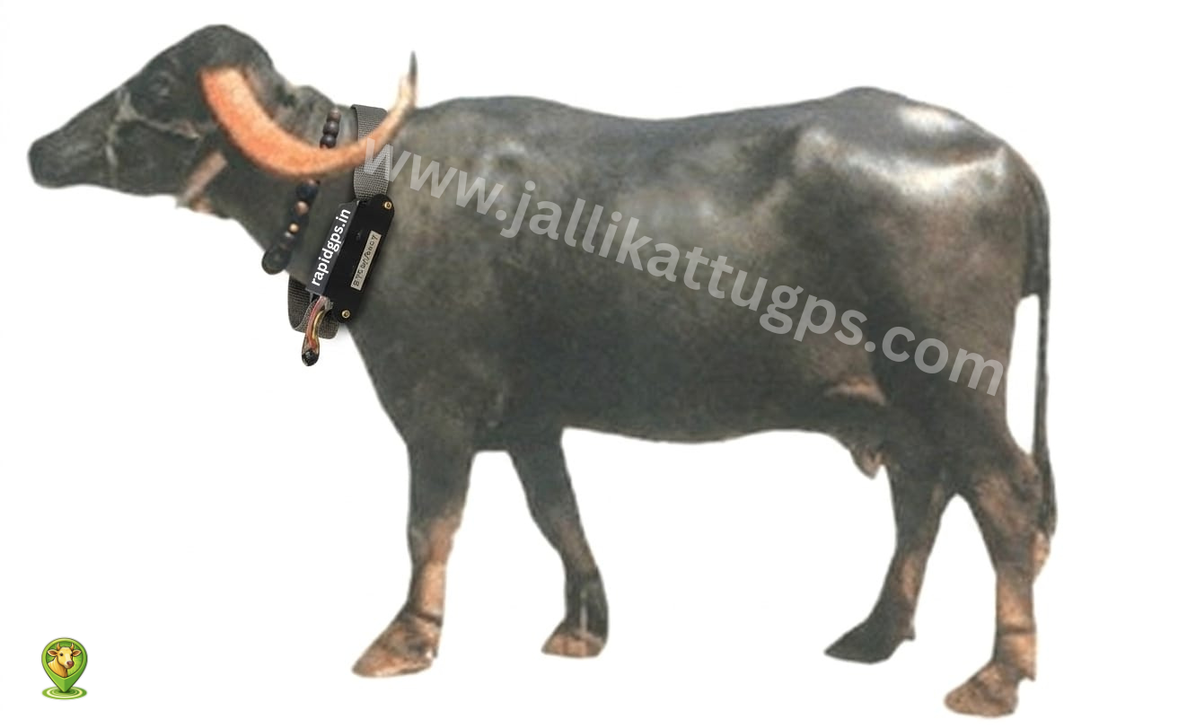 Nagpuri bull 