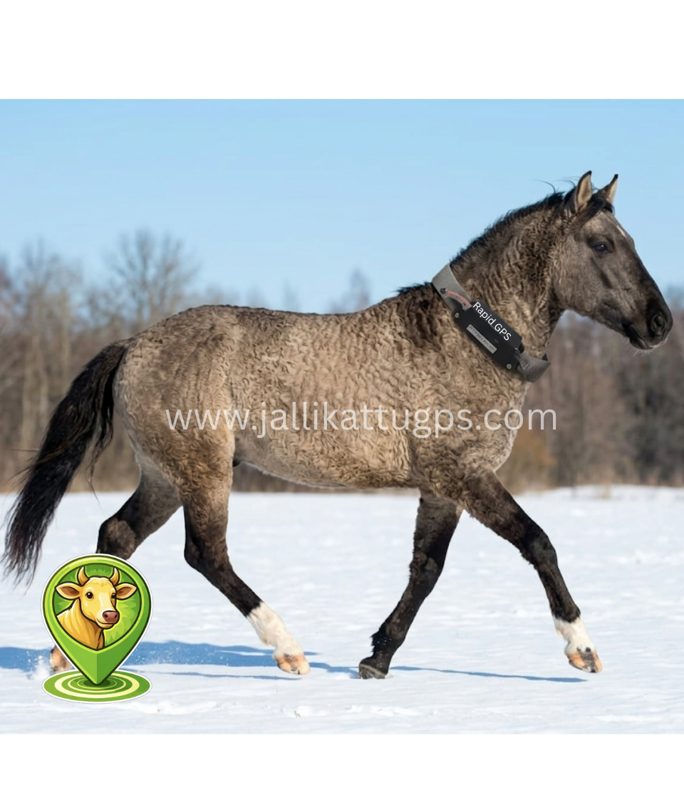 American Bashkir Curly Horse