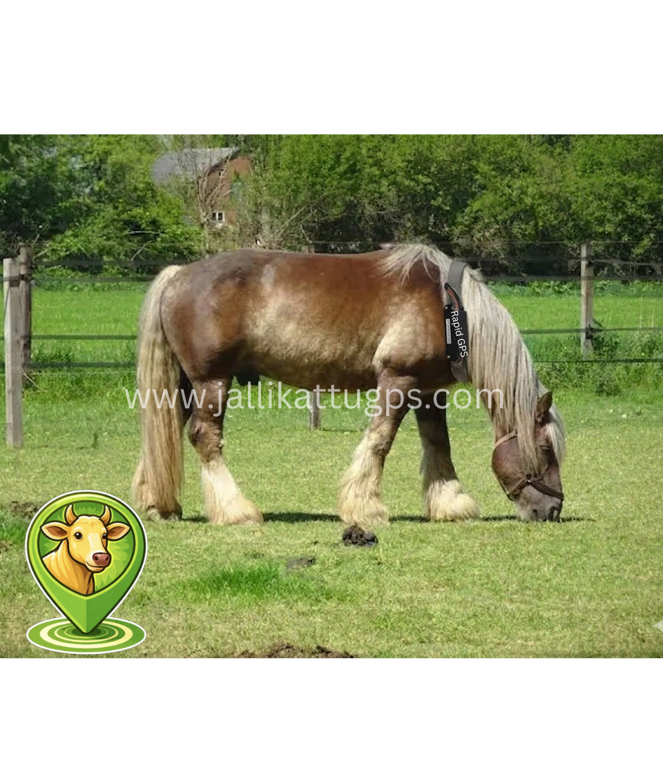 Black Forest Horse