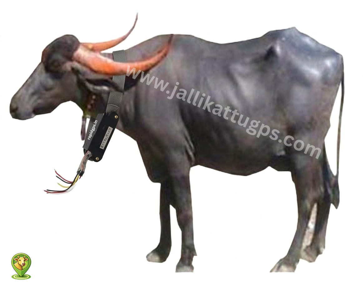 Marathwadi bull 