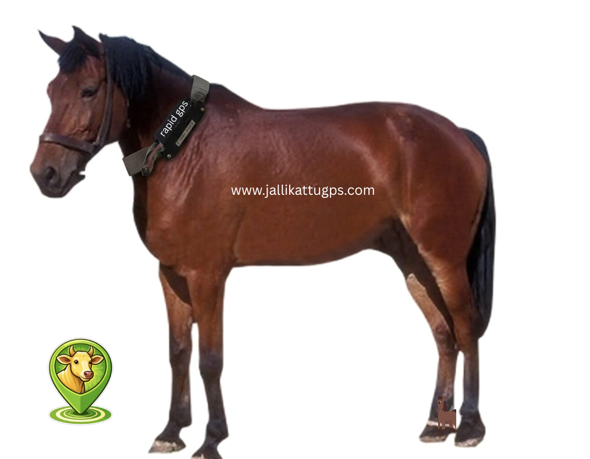 Indian Country Bred Horse