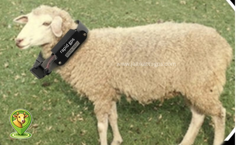 merino sheep