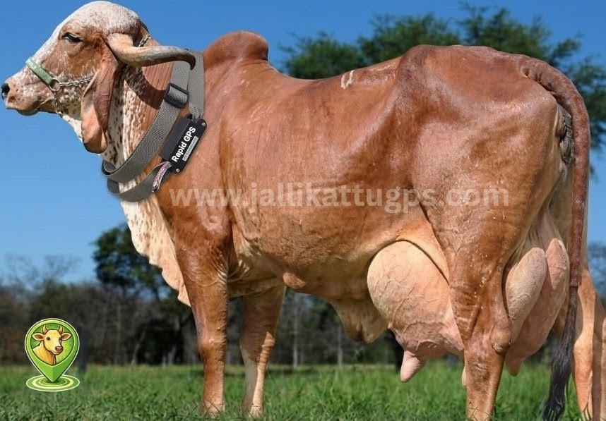 gir cow
