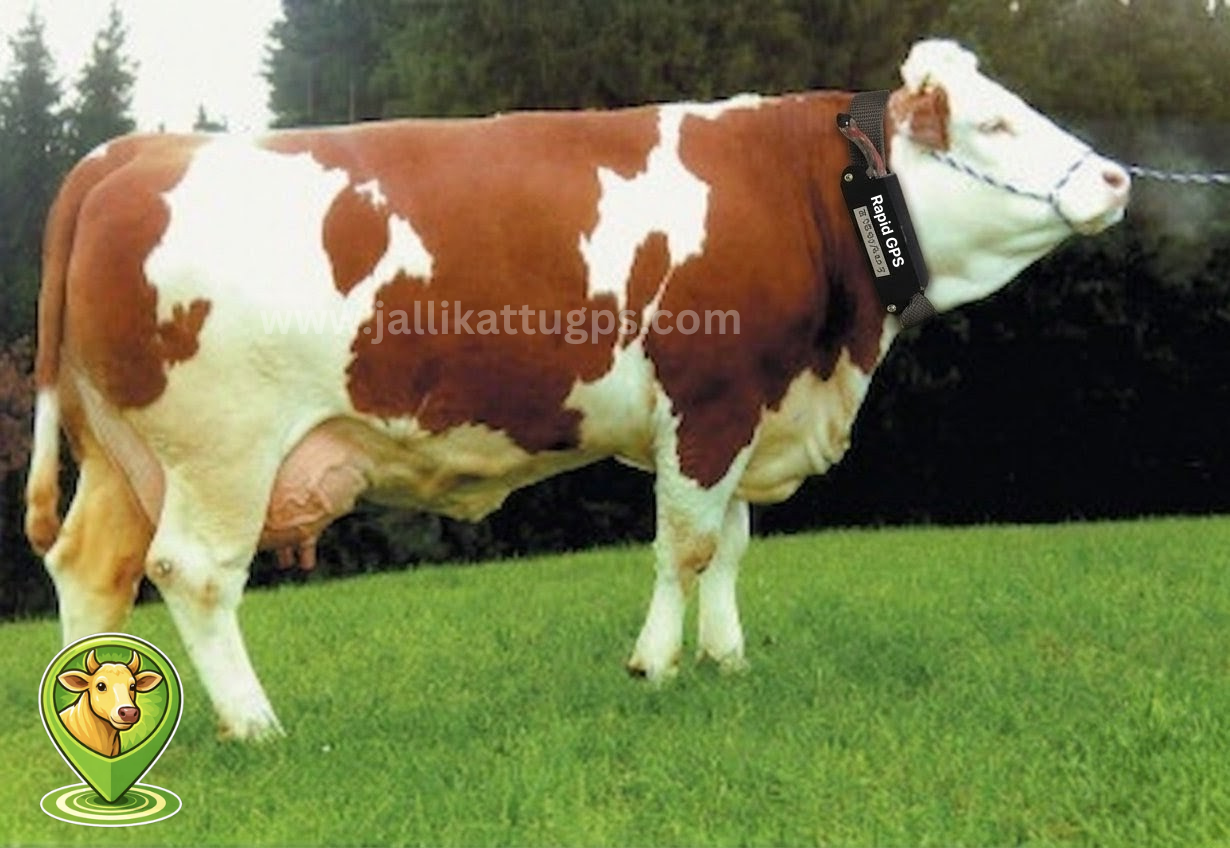 Simmental cow