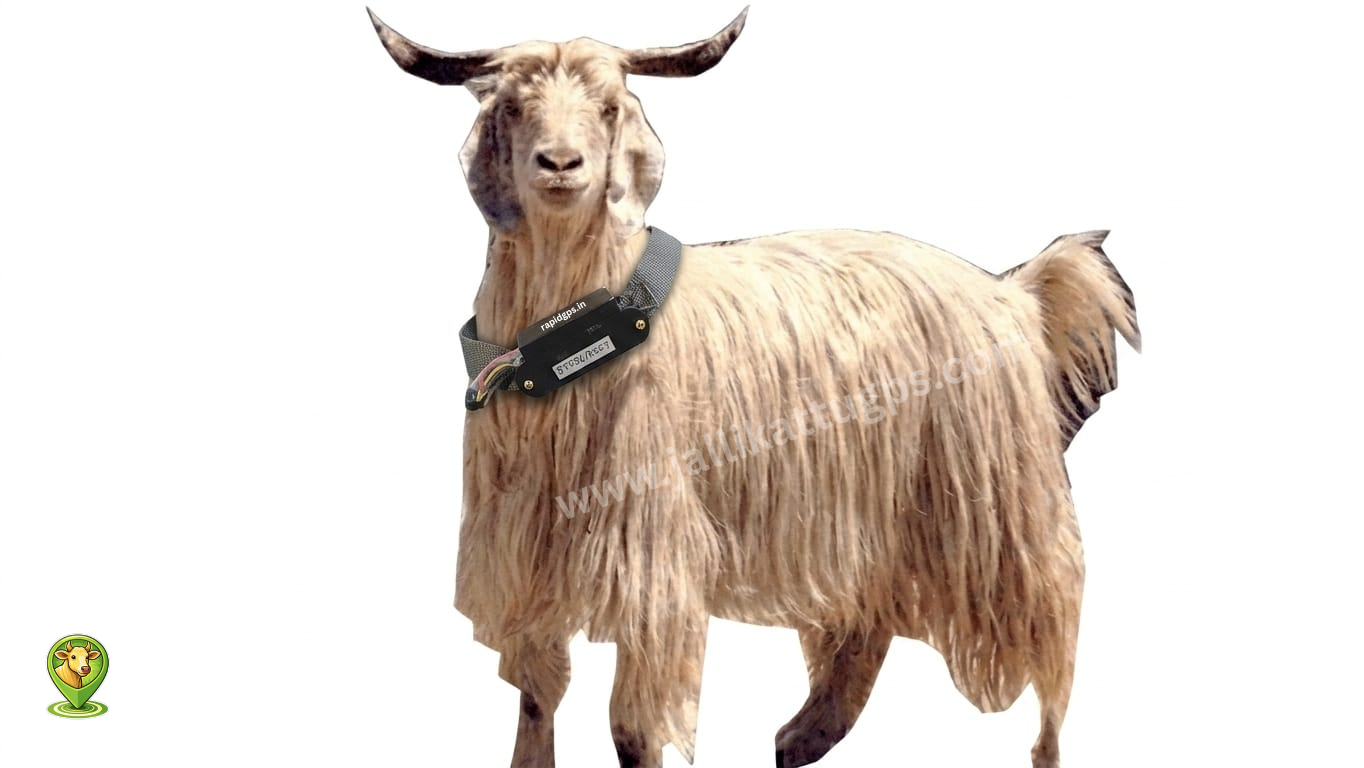 Gaddi sheep