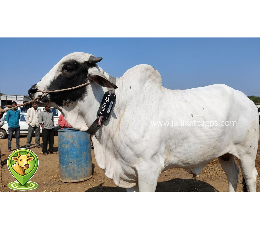 khillar bull