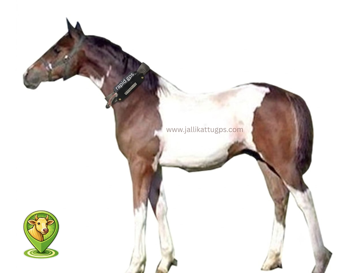 Deccan horse
