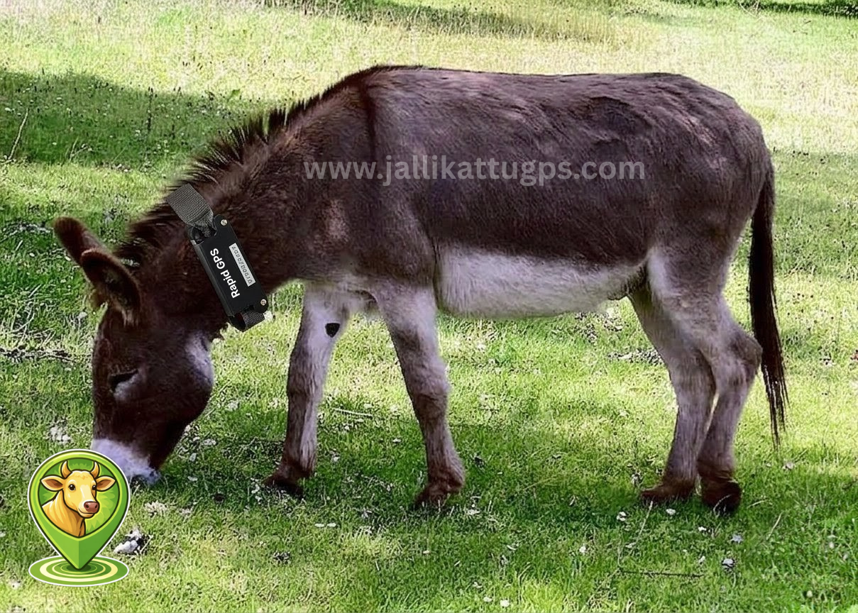 donkey