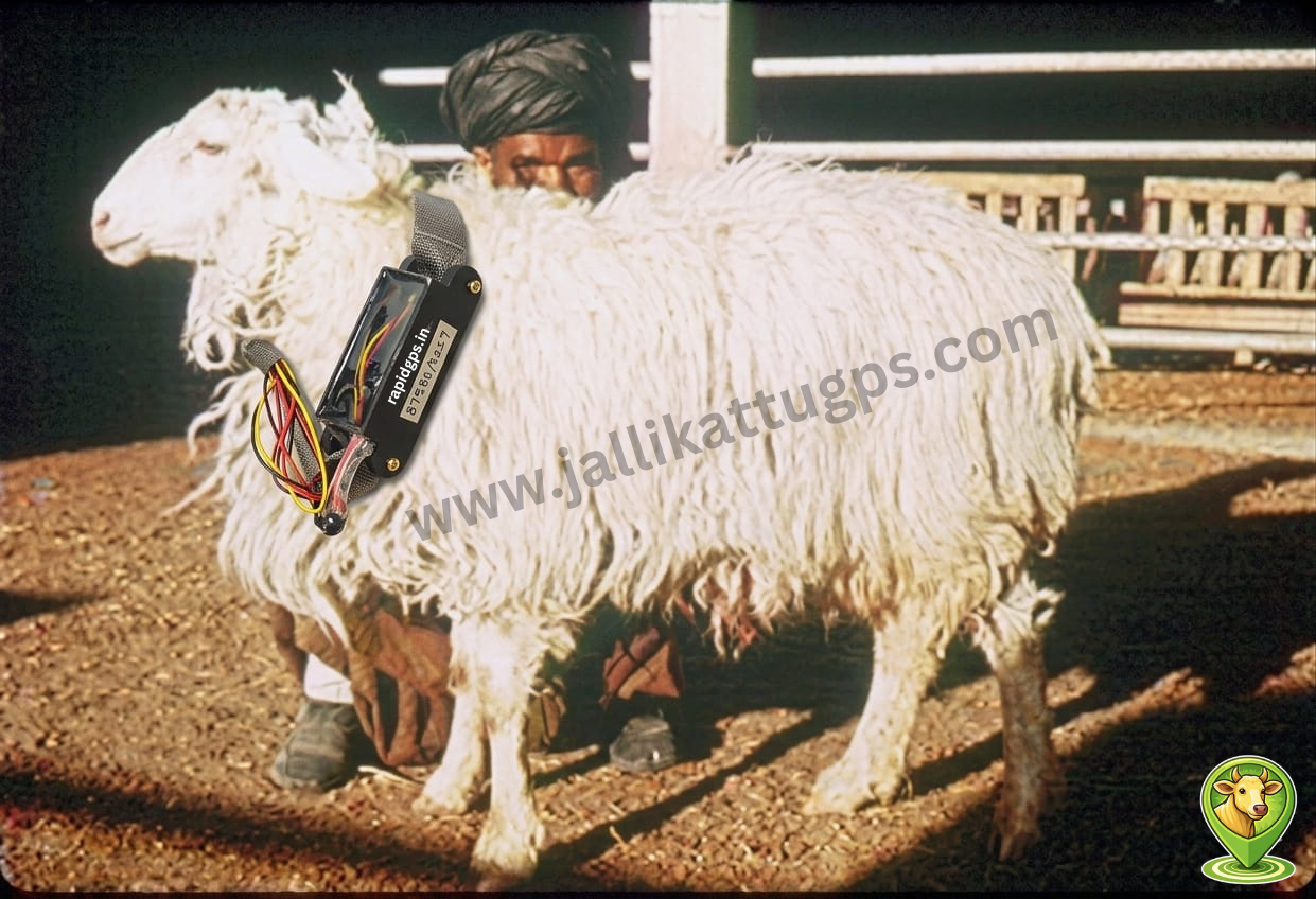 Arabi sheeep