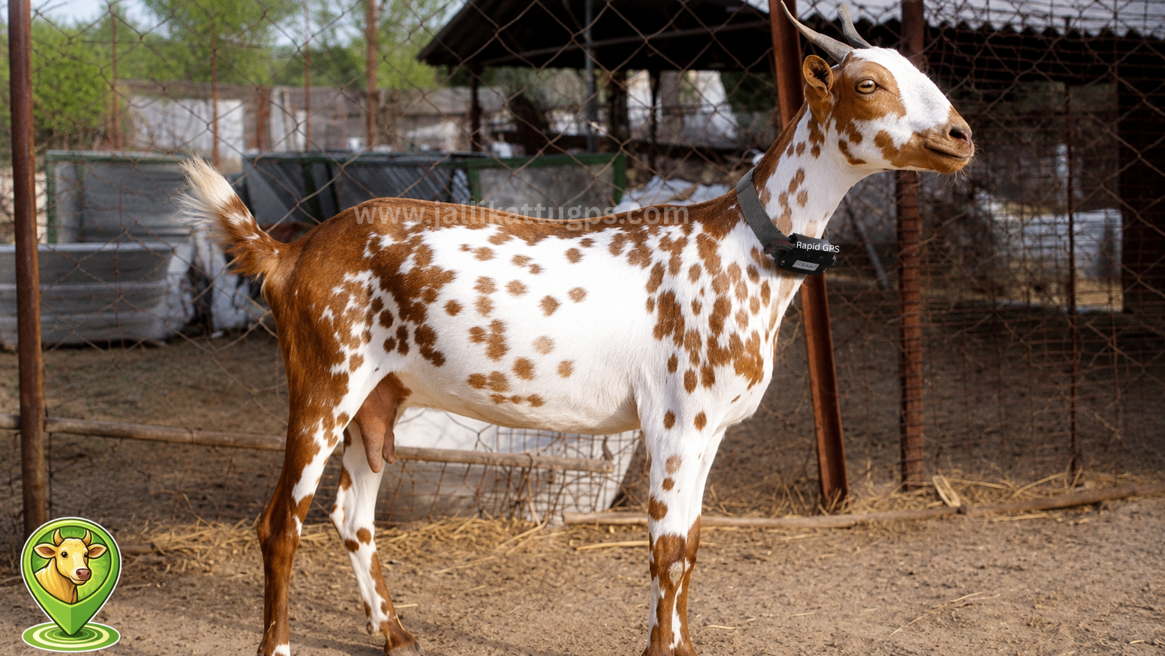 Barbari goat